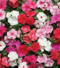 Katarant Pacifica XP Mix - Catharanthus roseus - semená katarantu - 30 ks