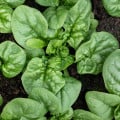 BIO Špenát Butterflay - Spinacia oleracea - bio semená špenátu - 70 ks