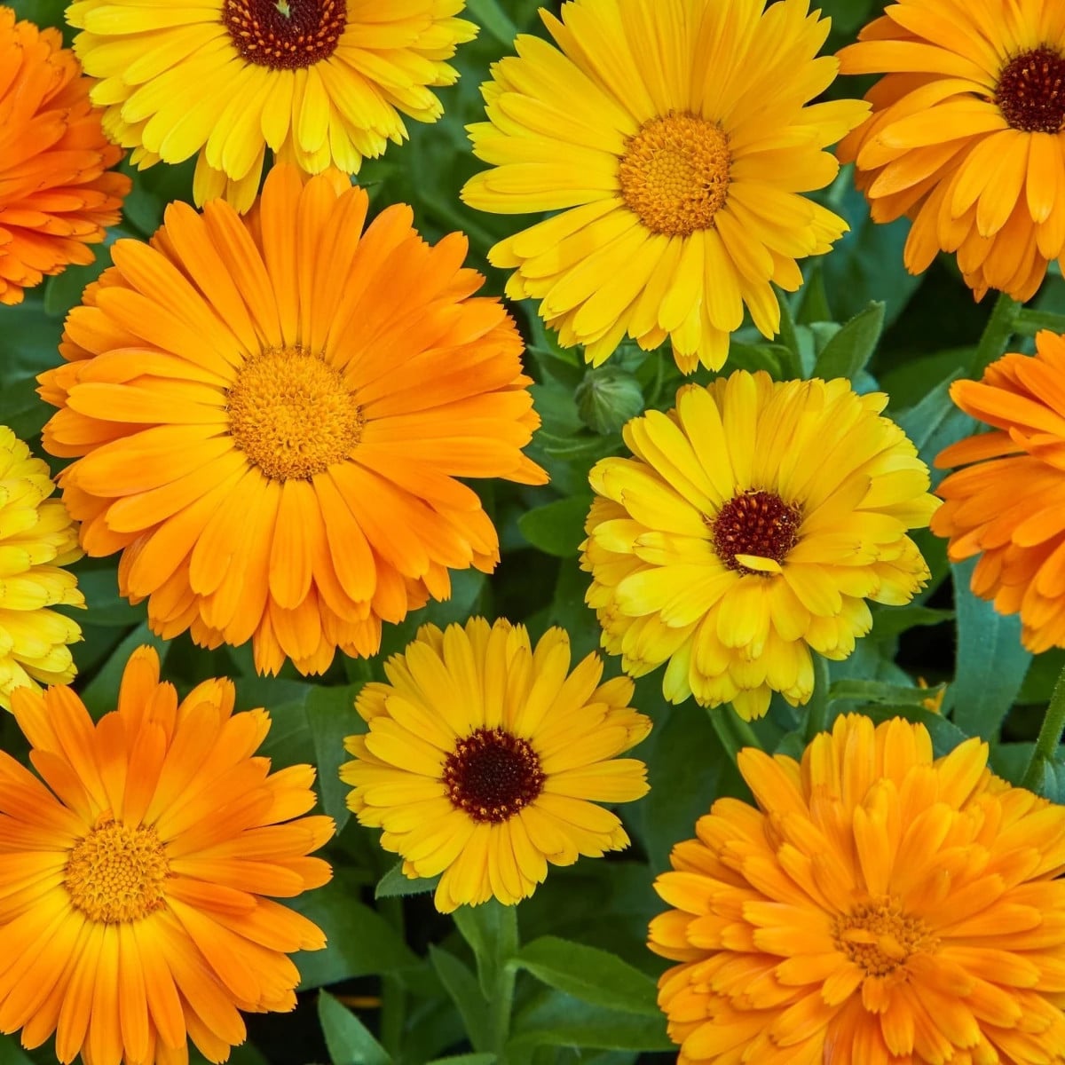 Nechtík lekársky Fiesta Gitana - Calendula officinalis - semená nechtíka - 50 ks