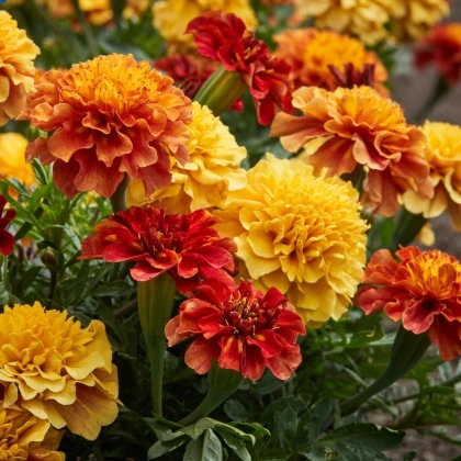 Aksamietnica rozkladitá Strawberry Blonde - Tagetes patula - semená aksamietnice - 0,3 g