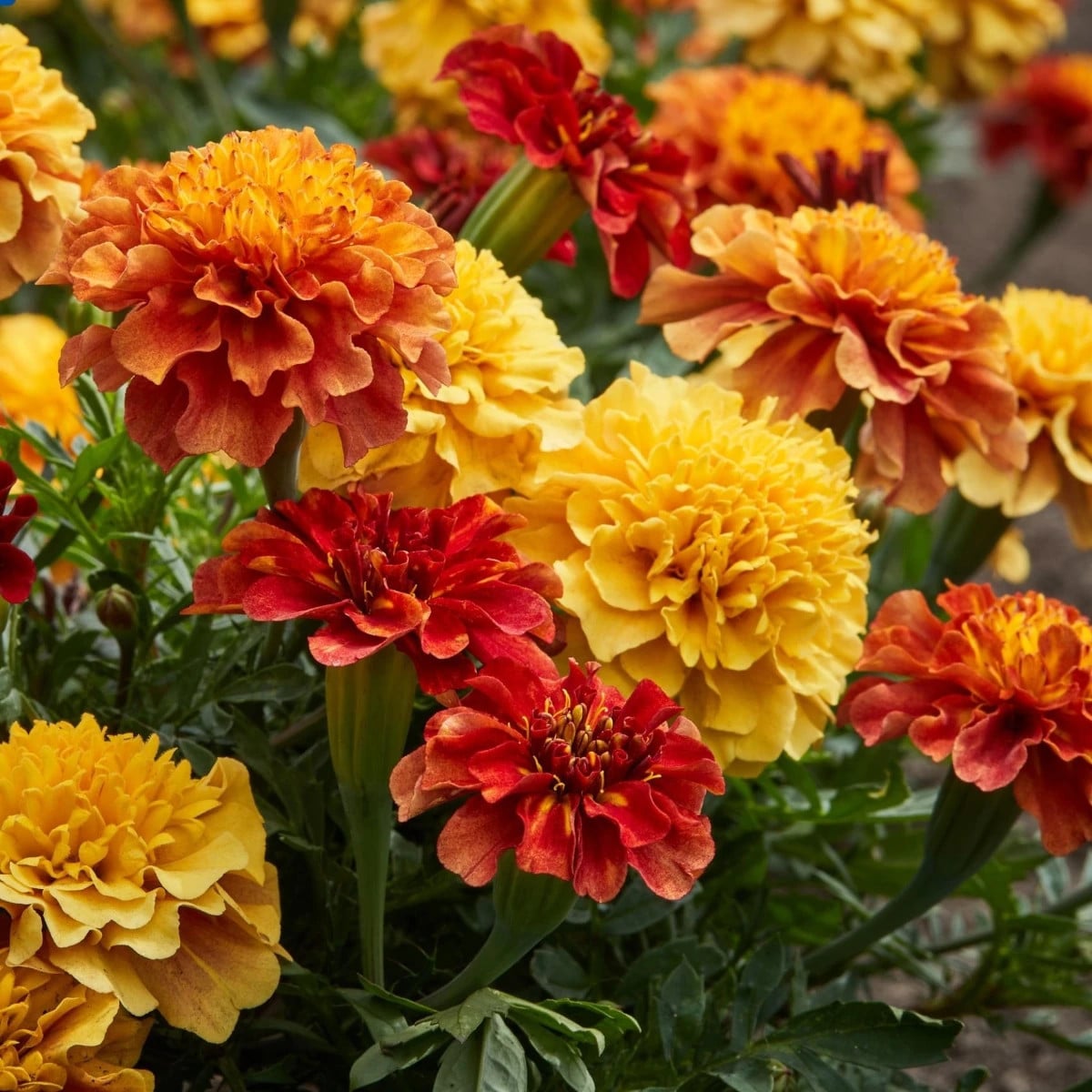 Aksamietnica rozkladitá Strawberry Blonde - Tagetes patula - semená aksamietnice - 0,3 g