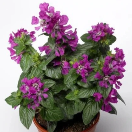 Kufea ohnivá Violet - japonská myrta - Cuphea Ilavea - semená kufey - 15 ks