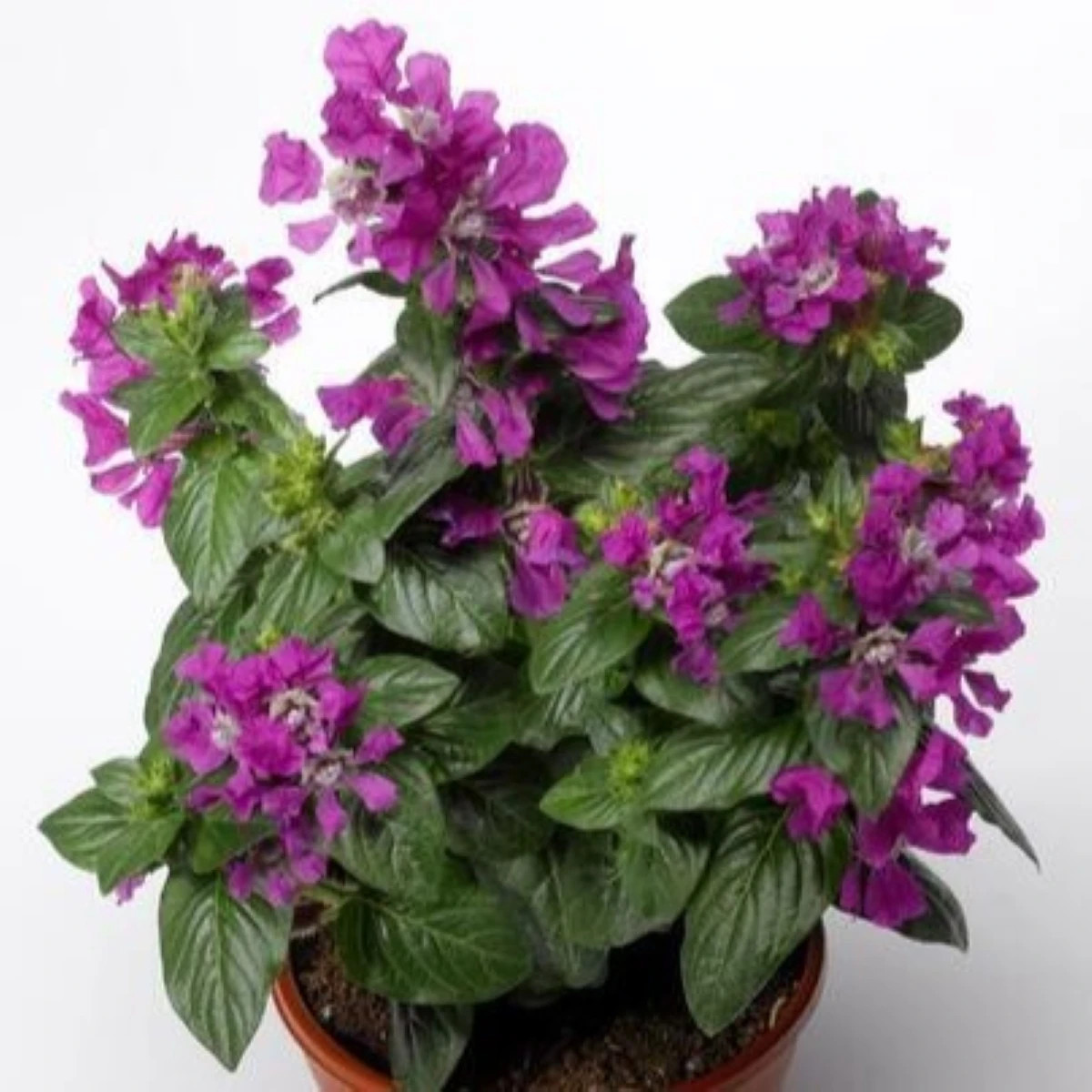 Kufea ohnivá Violet - japonská myrta - Cuphea Ilavea - semená kufey - 15 ks
