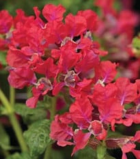 Kufea ohnivá Rose - japonská myrta - Cuphea Ilavea - semená hladenca - 15 ks