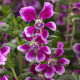 Kufea ohnivá Lavender Bicolor - japonská myrta - Cuphea Ilavea - semená hladenca - 15 ks
