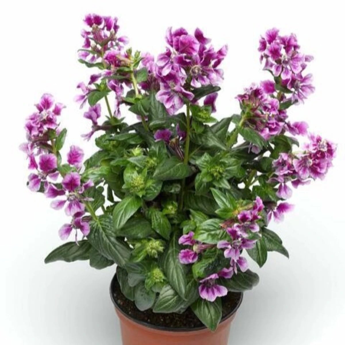 Kufea ohnivá Lavender Bicolor - japonská myrta - Cuphea Ilavea - semená hladenca - 15 ks