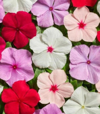 Katarant Volcano Mix F1 - Catharanthus roseus - semená katarantu - 30 ks