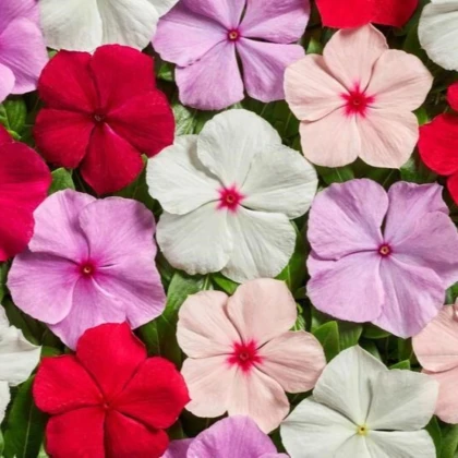 Katarant Volcano Mix F1 - Catharanthus roseus - semená katarantu - 30 ks