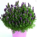 Levanduľa francúzska Bandera Pink - Lavandula stoechas - semená levandule - 20 ks