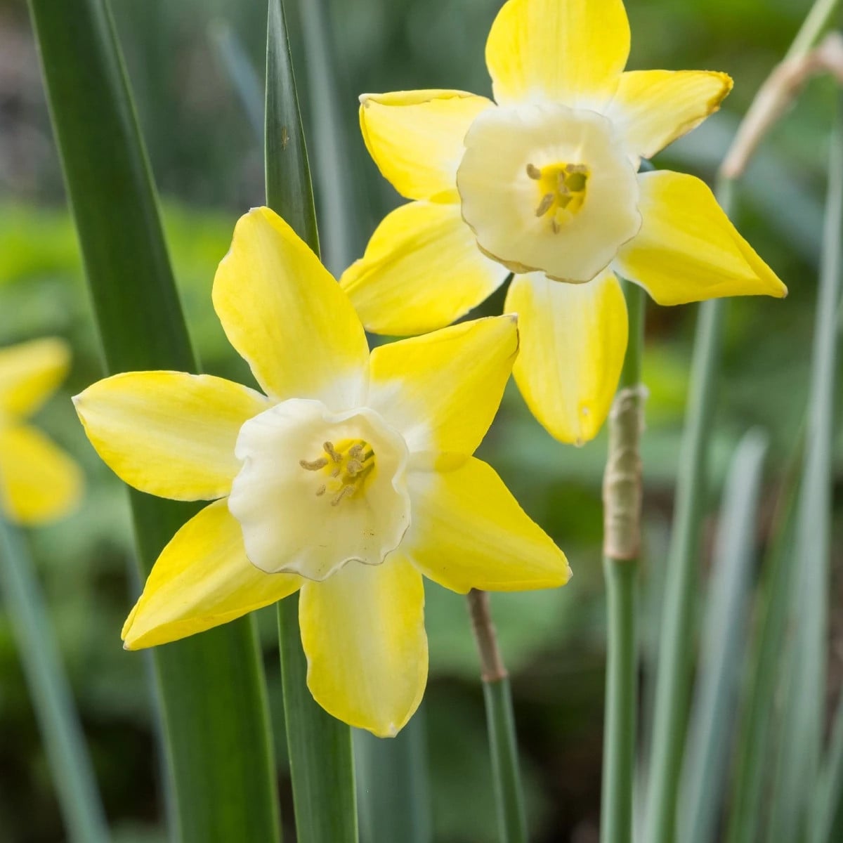 Narcis Hillstar - Narcissus - cibuľa narcisu - 3 ks
