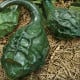 Tekvica okrasná Dinosaurus – predaj semien okrasných tekvíc
