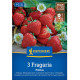 Jahoda Polka - Fragaria ananassa - voľnokorenné sadenice jahôd - 3 ks
