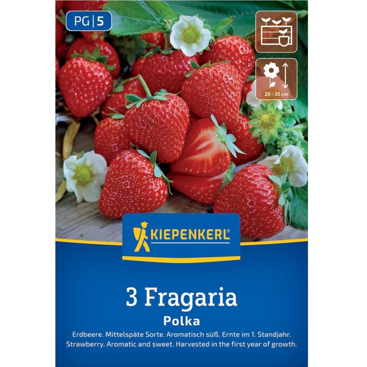 Jahoda Polka - Fragaria ananassa - voľnokorenné sadenice jahôd - 3 ks