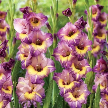 Gladiola veľkokvetá Joplin - Gladiolus - hľuzy gladioly - 3 ks