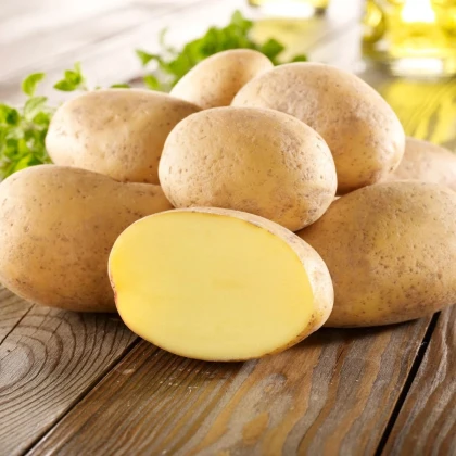 Sadbové zemiaky Gunda - Solanum tuberosum - zemiaky - 10 ks