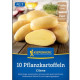 Sadbové zemiaky Cilena - Solanum tuberosum - zemiaky - 10 ks