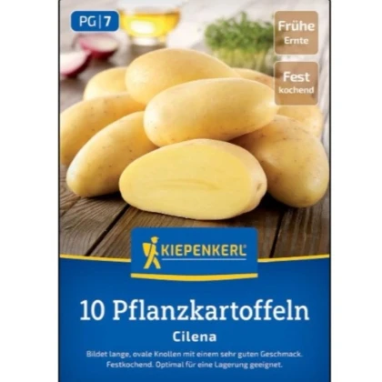Sadbové zemiaky Cilena - Solanum tuberosum - zemiaky - 10 ks