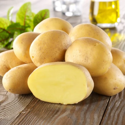 Sadbové zemiaky Linda - Solanum tuberosum - zemiaky - 10 ks