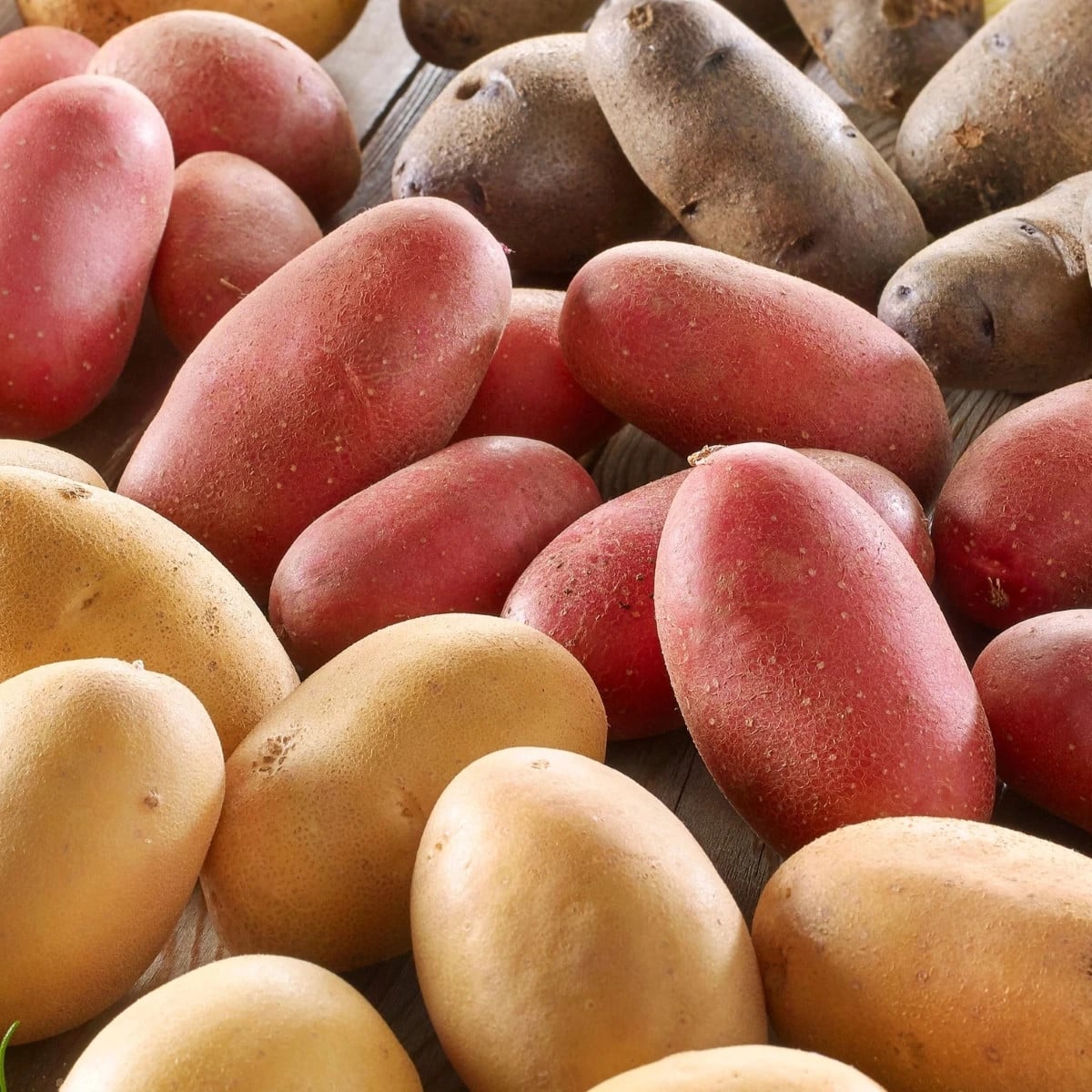 Sadbové zemiaky - 4 druhy - doba zrenia - Solanum tuberosum - zemiaky - 1 2ks