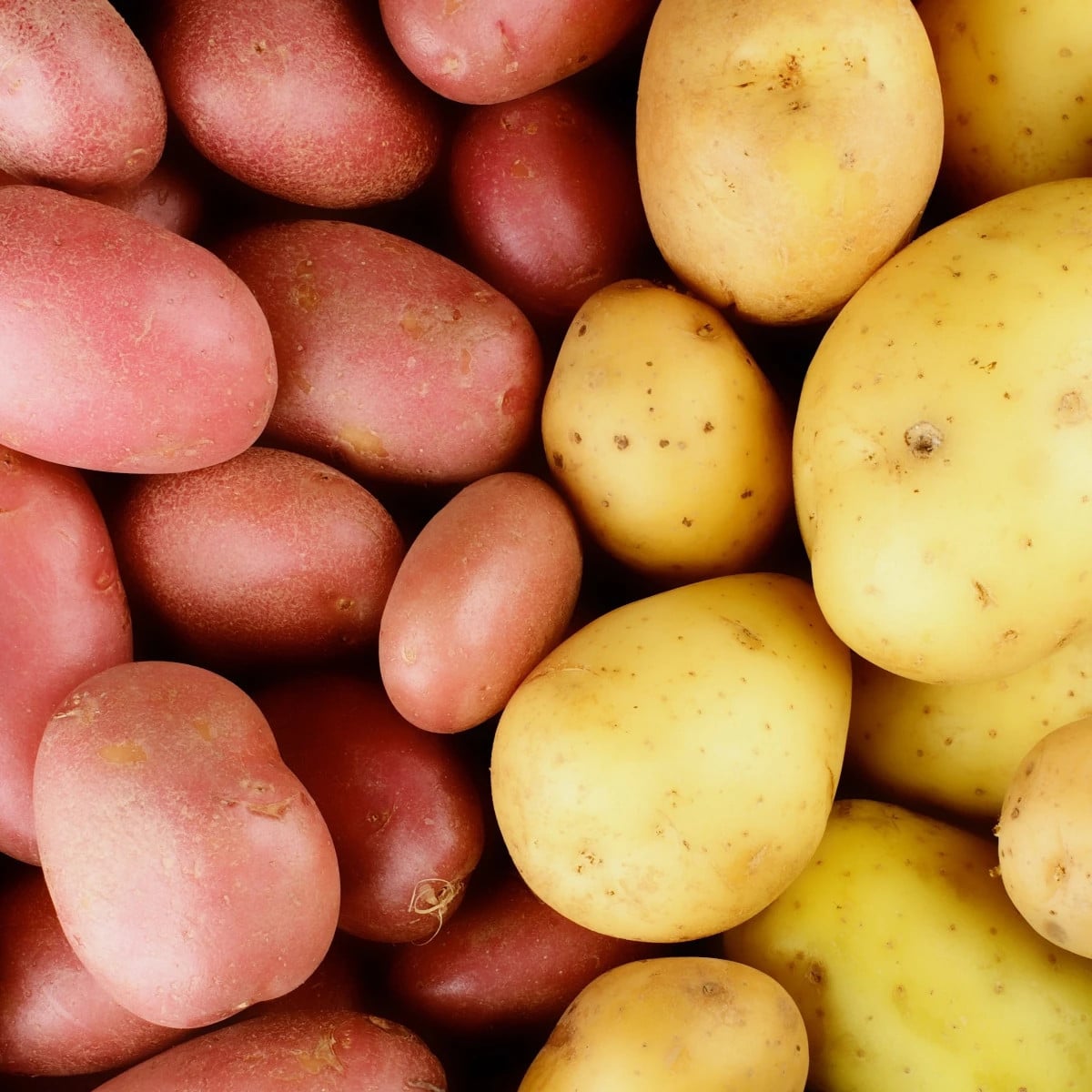 Sadbové zemiaky - 4 druhy - grilovacie - Solanum tuberosum - zemiaky - 12 ks