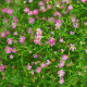 Gypsomilka murárska Garden Bride - Gypsophila muralis - semená gypsomilky - 150 ks