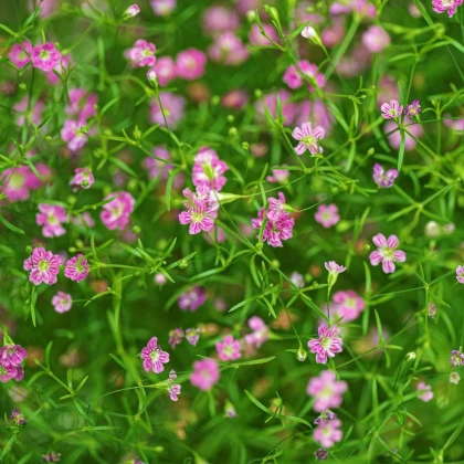 Gypsomilka murárska Garden Bride - Gypsophila muralis - semená gypsomilky - 150 ks