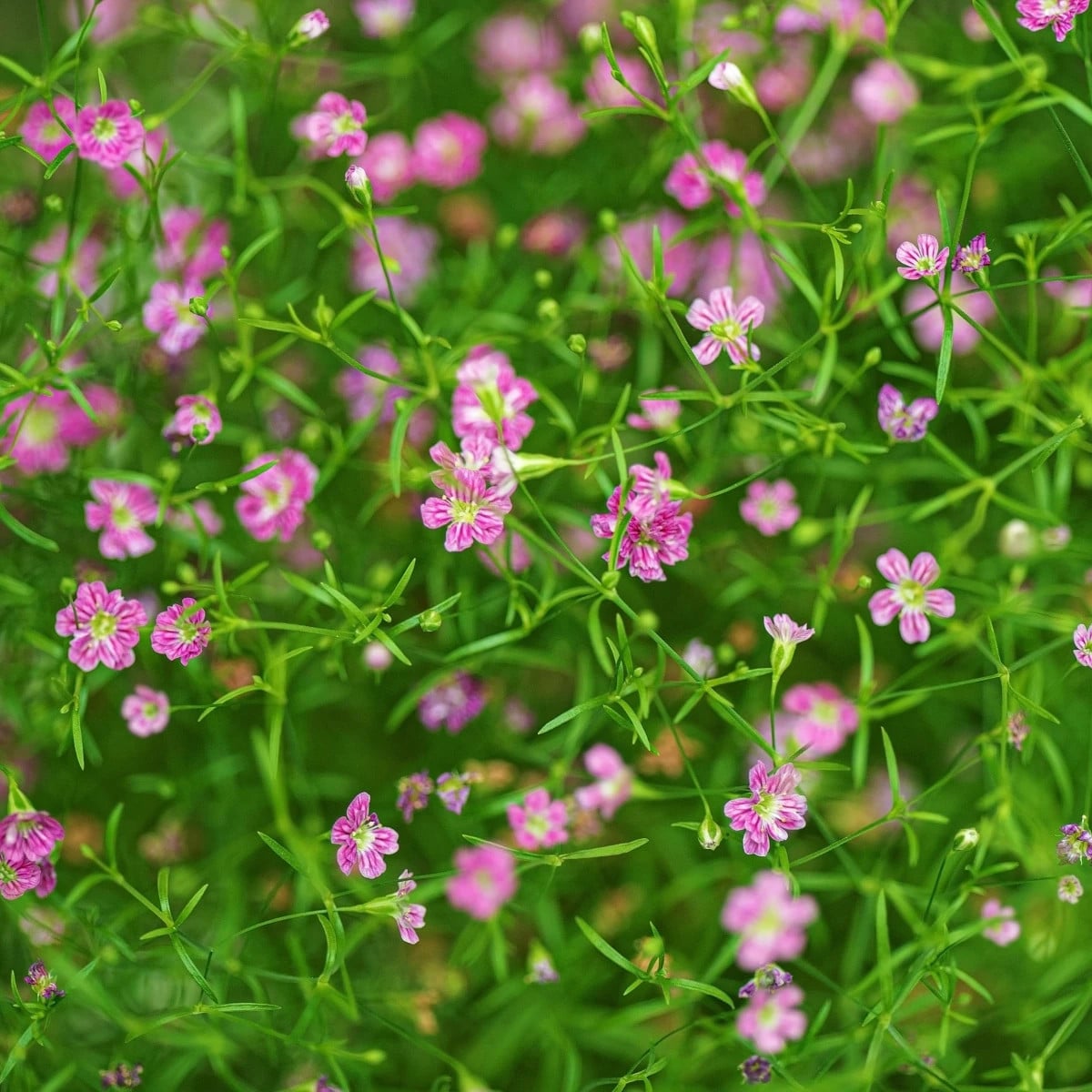 Gypsomilka murárska Garden Bride - Gypsophila muralis - semená gypsomilky - 150 ks