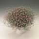 Gypsomilka murárska Garden Bride - Gypsophila muralis - semená gypsomilky - 150 ks