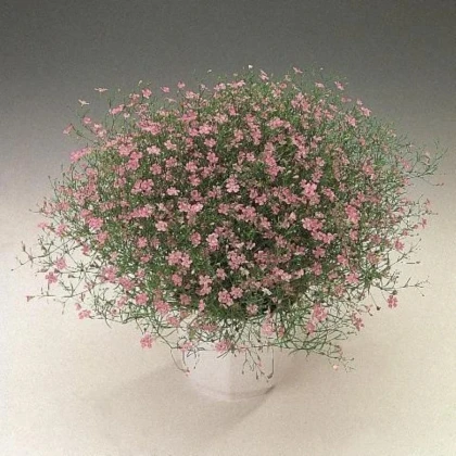 Gypsomilka murárska Garden Bride - Gypsophila muralis - semená gypsomilky - 150 ks