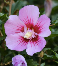 Ibištek sýrsky Rose of Sharon - Hibiscus syriacus - semená ibišteka - 12 ks
