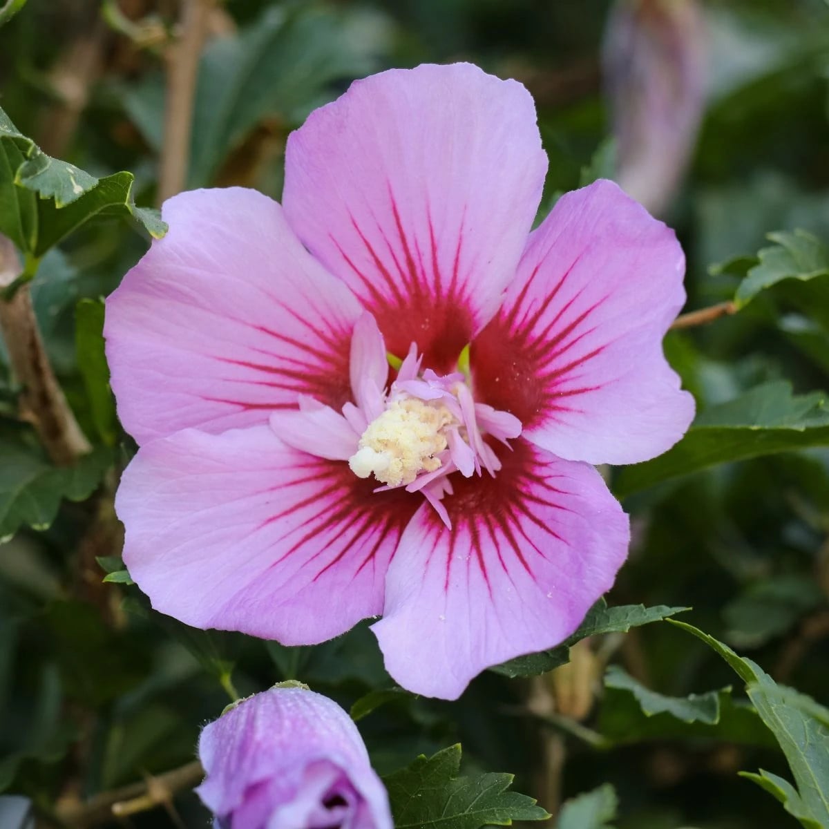 Ibištek sýrsky Rose of Sharon - Hibiscus syriacus - semená ibišteka - 12 ks