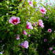 Ibištek sýrsky Rose of Sharon - Hibiscus syriacus - semená ibišteka - 12 ks