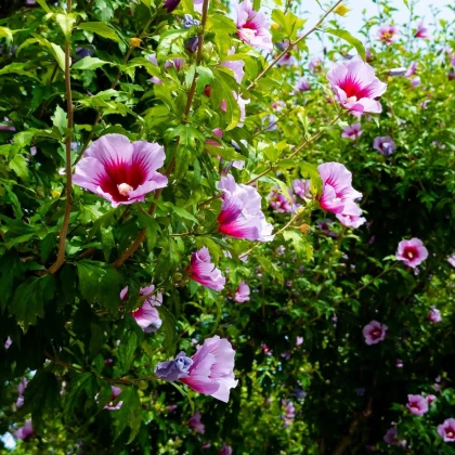 Ibištek sýrsky Rose of Sharon - Hibiscus syriacus - semená ibišteka - 12 ks