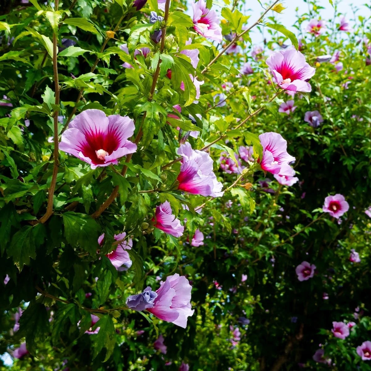 Ibištek sýrsky Rose of Sharon - Hibiscus syriacus - semená ibišteka - 12 ks