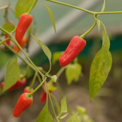 Chilli Apache F1 - Capsicum annuum - semená chilli - 5 ks