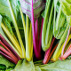 BIO Mangold Fireworks - Beta vulgaris - bio semená mangoldu - 45 ks