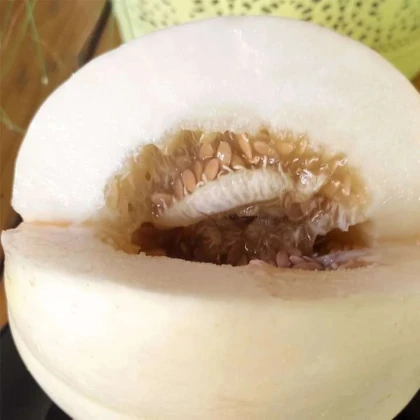 Melón cukrový Kiku - Cucumis melo - semená melónu - 6 ks