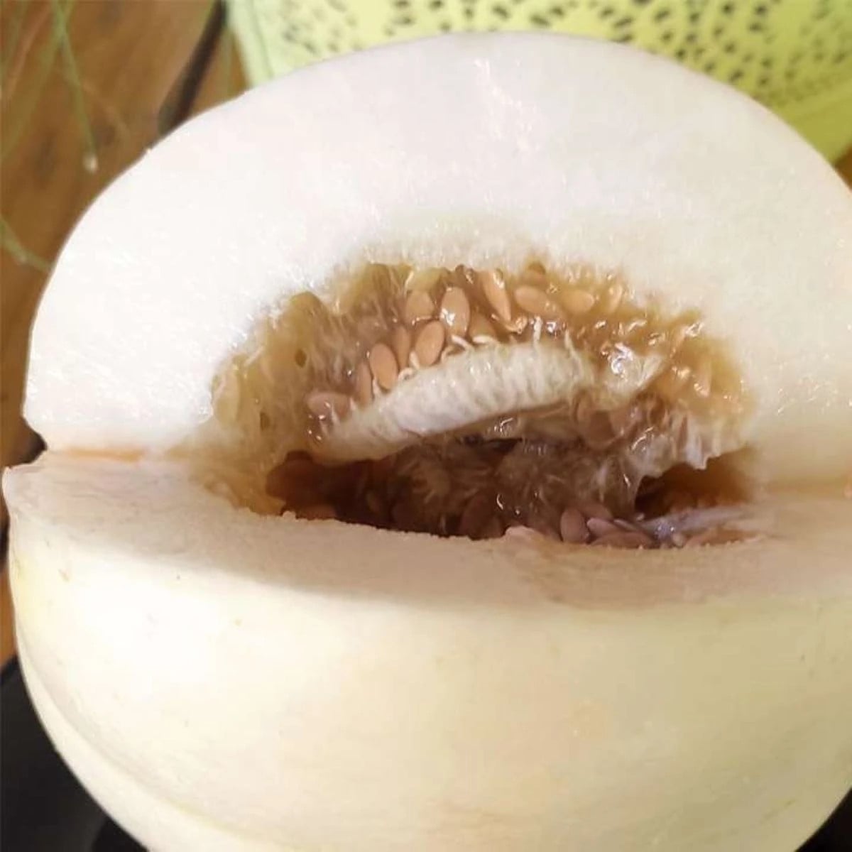 Melón cukrový Kiku - Cucumis melo - semená melónu - 6 ks