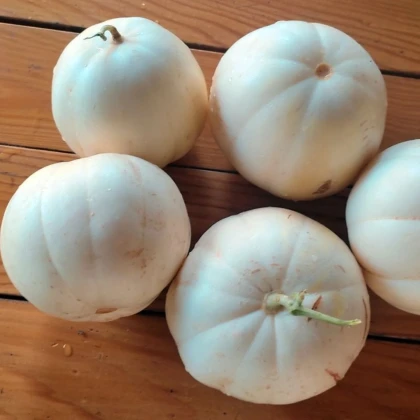 Melón cukrový Kiku - Cucumis melo - semená melónu - 6 ks