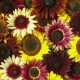 Slnečnica Formular Mix F1 - Helianthus annuus - semená slnečnice - 6 ks