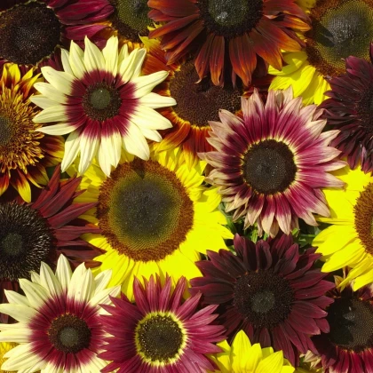 Slnečnica Formular Mix F1 - Helianthus annuus - semená slnečnice - 6 ks