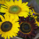Slnečnica Formular Mix F1 - Helianthus annuus - semená slnečnice - 6 ks