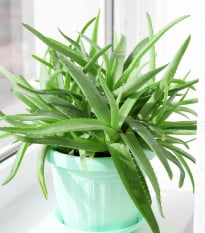 Aloe vera - Barbadensis miller - semená aloe - 6 ks