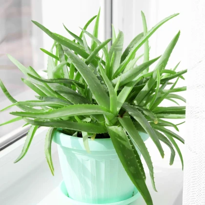 Aloe vera - Barbadensis miller - semená aloe - 6 ks