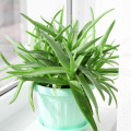 Aloe vera - Barbadensis miller - semená aloe - 6 ks