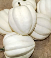 Tekvica White Pearl - Cucurbita pepo - semená tekvice - 6 ks