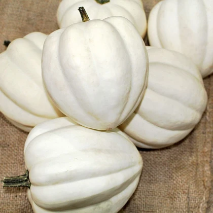 Tekvica White Pearl - Cucurbita pepo - semená tekvice - 6 ks
