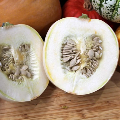 Tekvica White Pearl - Cucurbita pepo - semená tekvice - 6 ks
