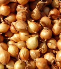 Cibuľa šalotka Mikor - Allium cepa - cibuľky - 10 ks