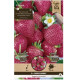 Jahodník Cherryberry - Fragaria ananassa - voľnokorenné sadenice jahôd - 2 ks